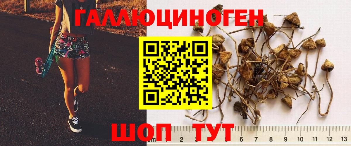 Жуковский  Псилоцибиновые грибы прущие грибы  Вход с VPN 